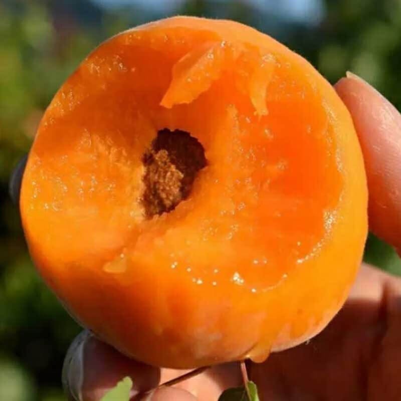 泽鲜达陕西大黄杏新鲜孕妇水果当季时令鲜果杏杏子 净重2斤